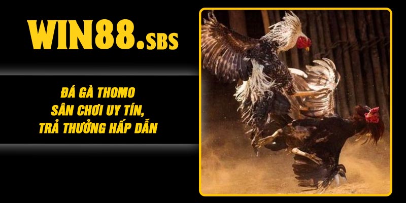 Đá Gà Thomo – Sân Chơi Uy Tín, Trả Thưởng Hấp dẫn