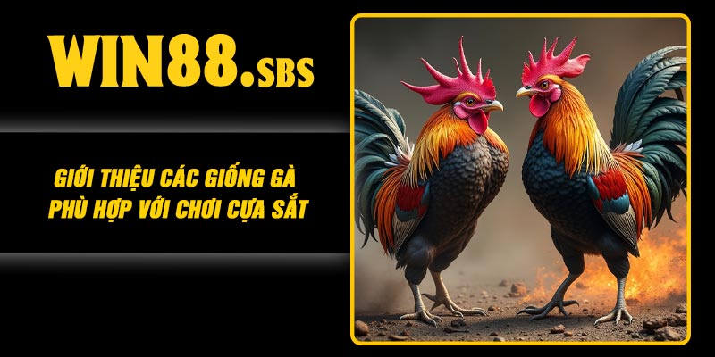 Giới thiệu các giống gà phù hợp với chơi cựa sắt