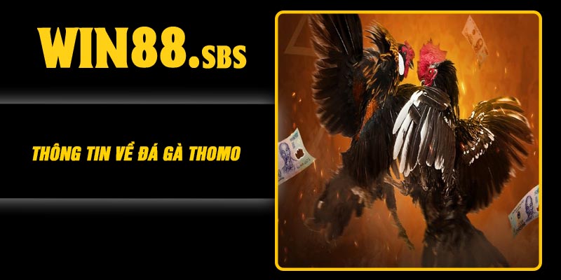 Thông tin về đá gà thomo