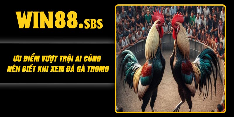Ưu điểm vượt trội ai cũng nên biết khi xem đá gà Thomo